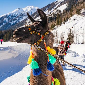 Tauern-Lamas